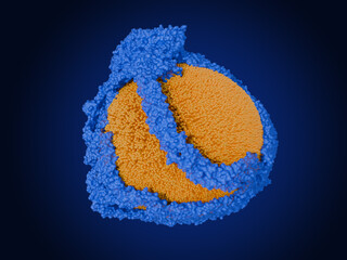 LDL particle. Low-density lipoprotein particles transport  lipids like cholesterol, phospholipids and triglycerids 