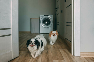 Fototapete bei efototapeten.de bestellen   