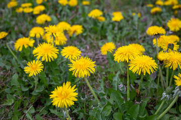 Close up of yellow dandelions on green grass background meadow