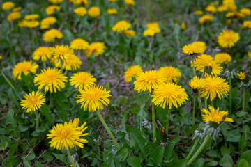 Close up of yellow dandelions on green grass background meadow