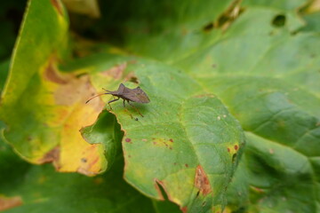 Macro shot of Coreus marginatus on a rhubarb leaf showing damage and green-yellow hues outdoors.