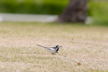 虫に逃げられたセグロセキレイの一瞬
Pied Wagtail Missing Its Prey in a Split Second