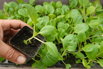 Farmer holding a pot with bok choy seedling in greenhouse