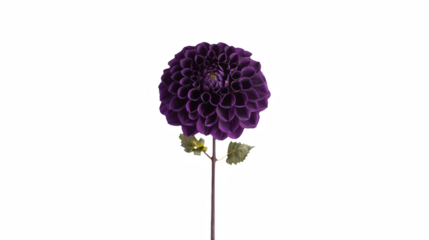a single flower thin stem against a on a transparent background, PNG image, PNG file, Generative art.