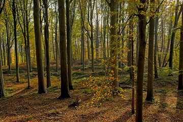 Hiking trail through Muziekbos forest in the flemish countryside on a sunny autumn day.