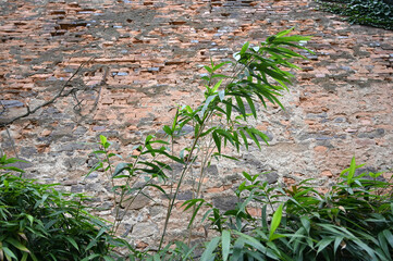 Green bamboo shoots grow against a rustic brick wall in an outdoor setting during daylight hours