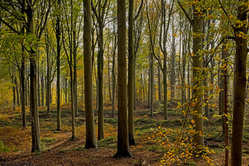  Autumnal Muziekbos woods, Ronse, Flanders, Belgium 