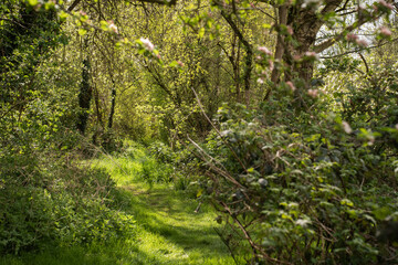 secret garden in wild wooded area