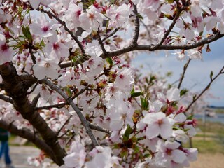 Beautiful cherry blossoms blooming
