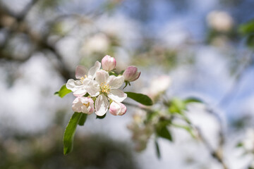 light pink cherry tree blossom