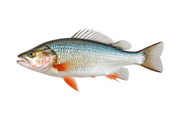 Obraz premium Close-up of a perch fish isolated on white background with sharp fin and scale details.