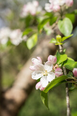Obraz premium apple tree blossom with green leaves