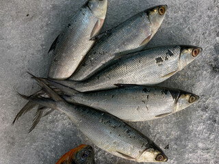 Uncooked milk fish on ice supermarket, flat lay or top view