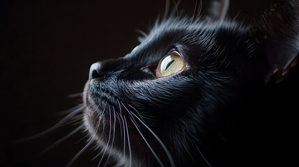 Black cat profile, gazing, dark background, pet portrait
