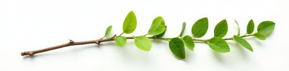 Fototapeta premium A single twisted branch isolated on a white surface, unique shape, foliage