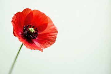 Obraz premium A single red poppy flower against a soft white background, isolated, red poppies, botanical