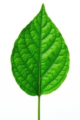 Obraz premium A single leaf isolated on a white background, details of veins and texture visible, botanical, nature