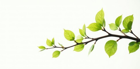 Fototapeta premium Branches with small leaves on a white background, isolated, branch details