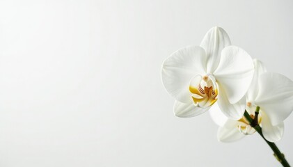 Delicate white orchid blossom on pure white background, still life, beauty