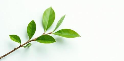 Single branch with leaves on white background, greenery, branch, elegance