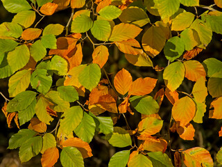 Green, yellow and organe beech leafs in fall, filled frame - fagus sylvatica