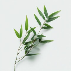 Obraz premium Green bamboo branch with leaves on white background isolated on white background