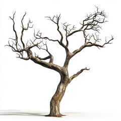 Dry and Twisted Tree with Exposed Branches on White Background
