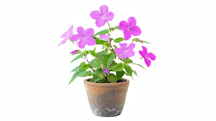 a brown flower pot filled with purple flowers and green leaves on a transparent background, PNG image, PNG file, Generative art.