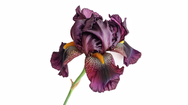 a picture of a purple and yellow iris on a transparent background, PNG image, PNG file, Generative art.