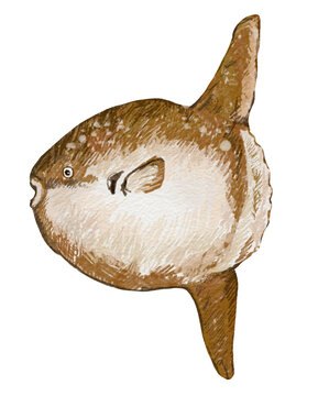 Sunfish mola mola sea summer isolated on white background