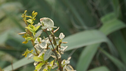 A closeup image of a vibrant green plant showcasing its unique, diverse leaves