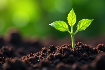 Tiny tomato sprout emerges from soil, early growth stage , plant, tomato
