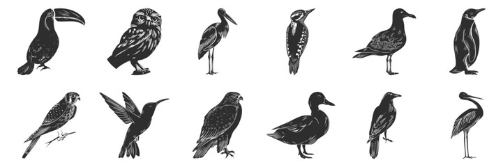 Obraz premium Bird Silhouettes Collection. Diverse Avian Species In Detailed Silhouette Illustrations Isolated Vector Illustration Collection