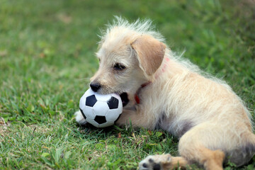 Small light-colored puppy playing in the grass with a ball in his mouth