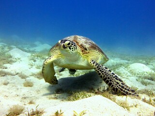 Red Sea | Egypt