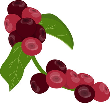 Buni indonesian local fruit