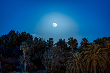 Bright full moon illuminating palm trees and a dark forest under a deep blue night sky