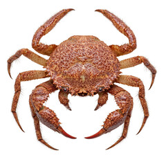 Transparent background crab close-up underwater nature photography marine environment macro view