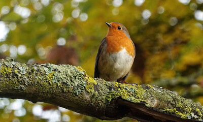 A European robin, erithacus rubecula, perching on the branch of a tree in autumn. 