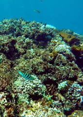 Striped fish on the reef, underwater, while SCUBA diving in Fiji