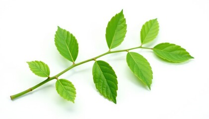 Obraz premium A single branch with leaves isolated on a white background, solo, white background, neutral