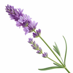 Lavender 3D rendered flower isolated on a white background with vibrant purple tones and detailed textures
