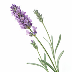 Fototapeta premium Lavender 3D rendered flower isolated on a white background with vibrant purple tones and detailed textures 