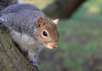 An adorable grey squirrel, sciurus carolinensis, in closeup  climbing on a tree. 