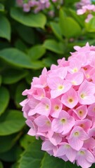 Obraz premium Delicate hydrangea blooms in soft pink hue against gentle green foliage, greenery, bloom