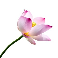 Fototapeta premium Delicate lotus stem isolated on white background with clipping path, Floral, Closeup