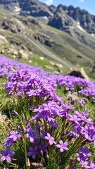 Fototapeta premium delicate purple flowers blooming in a mountain meadow, mountain blooms, grassy slopes, rocky terrain