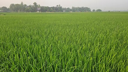 Vibrant Green Rice Paddy Field Stretching to the Horizon with Tropical Farming Landscape.