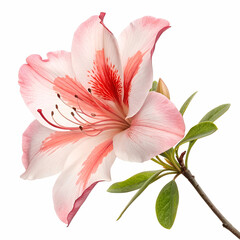 Fototapeta premium Azalea 3D rendered flower vividly isolated on a white background with vibrant tones and intricate textures 