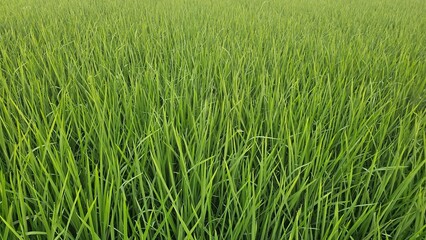 Lush green rice paddy field with tall, slender leaves.
